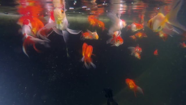 under water shot of feeding gold fish and swimming in aquarium