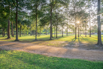 Fototapeta na wymiar Beautiful view of urban park in Texas, America. Green grass lawn, huge pine trees and walking/running trail illuminated by sunshine alley during sunset. Parking lot in distance, composition of nature.