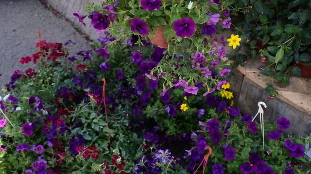 Blooming purple petunias in the hanging pot and petunias on the ground