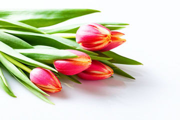 Spring floral background. Pink tulip flowers.