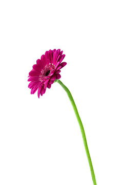 Gerberas on white background . The image is isolated. Selective focus.