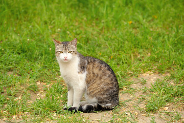 Beautiful cat in park