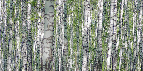 Birch forest in bright sunny day. Many trees trunks with black and white bark