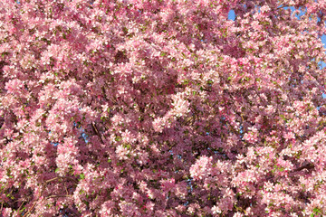 Crab Apple Tree Blooming