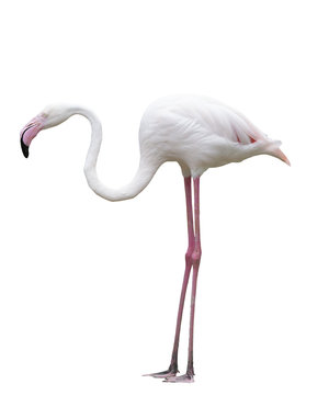 side view of flamengo bird isolate white background