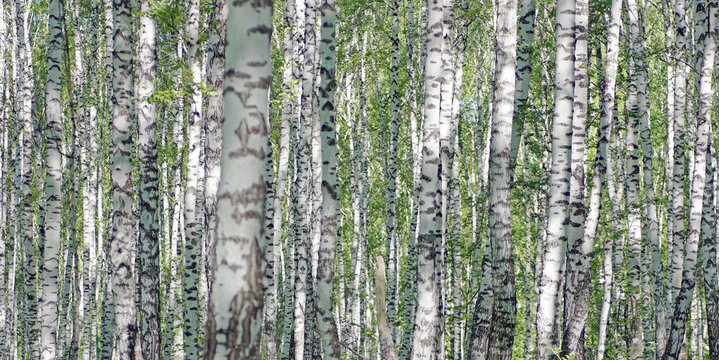 Birch forest in bright sunny day. Many trees trunks with black and white bark