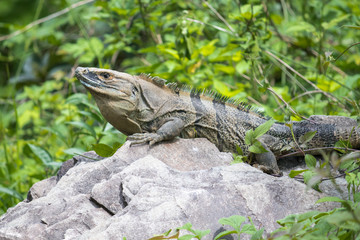 Iguana