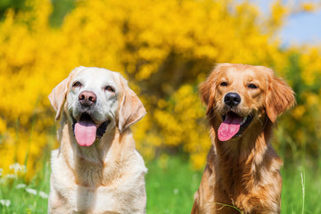 portrait of a golden and a labrador retriever