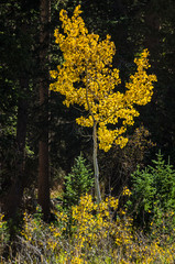 Obraz premium Light at the Edge of the Forest