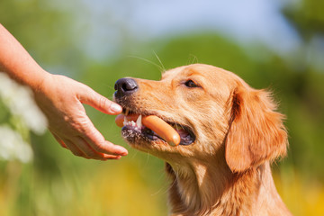 golden retriever with a sausage in the snout