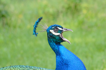 Fototapeta premium The head of the shouting peacock