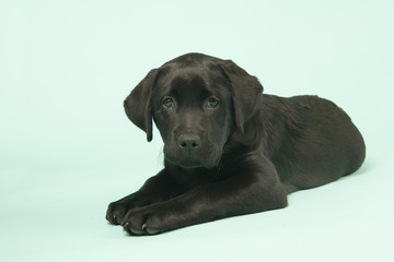 Fototapeta premium Chocolate Labrador puppy on green background