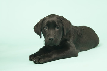 Chocolate Labrador puppy on green background