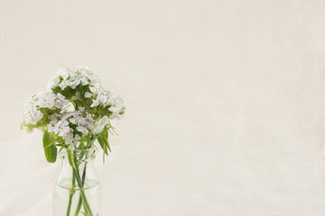 White sweet william flowers in vase with copy space