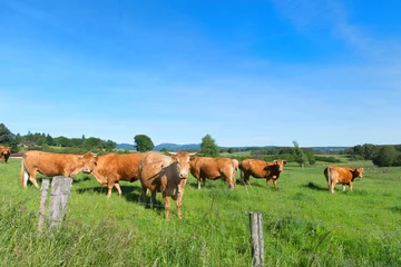 Crédence de cuisine en verre imprimé Vache Vaches limousines en paysage