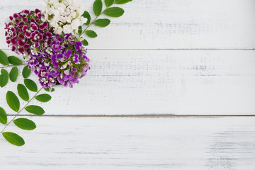 Sweet william flowers with green leaves on white wood background with copy space