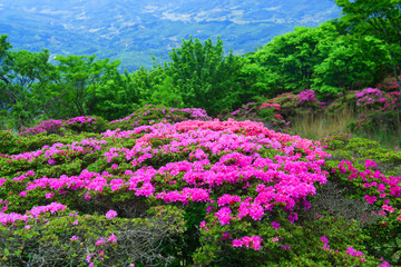 鶴見岳のミヤマキリシマ