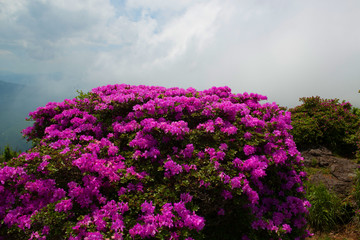 鶴見岳のミヤマキリシマ