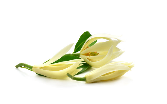 Beautiful White Champaka on white background are blooming