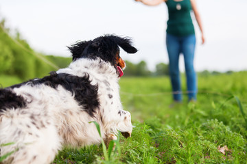 woman plays with her dog with a flirt tool
