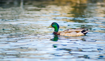 Obraz premium A male mallard duck swims across the waters of Lake Maxinkuckee in Culver, Indiana