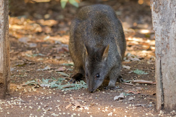 Tasmanian Pademelon nibbling its lunch on the ground in Tasmania, Australia (Thylogale billardierii) © sasimoto