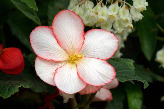 Hybrid Begonia tuberhybrida flower in white with red margin and yellow pollens