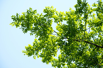 Fototapeta na wymiar Under big green tree. tree for background