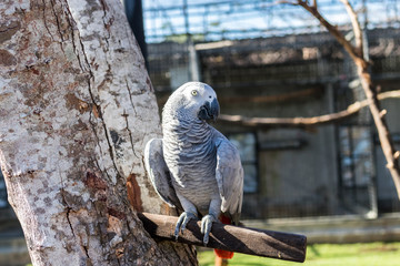 Wild parrot bird on a tree in nature, park of Bali island, Indonesia.