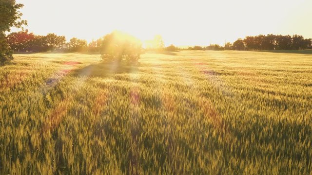 evening wheat field with the golden beams of sunlight
