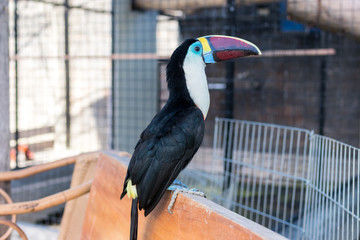 Keel-billed Toucan, Ramphastos sulfuratus, bird with big bill. Toucan sitting on the branch in the park of Bali island, Indonesia.