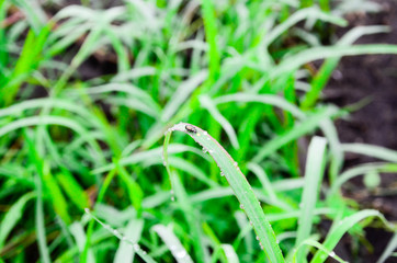 The peak of super tear drop water along rainy day. 