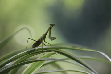 Close up Insect Mantis in Natur