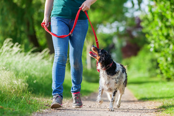 mature woman with Brittany dog at the leash - Powered by Adobe