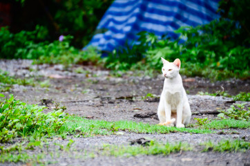 Naklejka na ściany i meble The cat sit on the ground looking for the new mood
