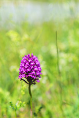 Wild orchid