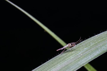 Spotted ground cricket on green leaf