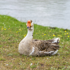 portrait of a duck  