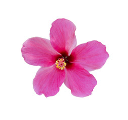 Hibiscus flower isolated.