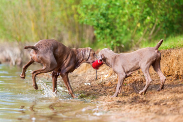 Weimaraner adult and puppy fighting for treat bag