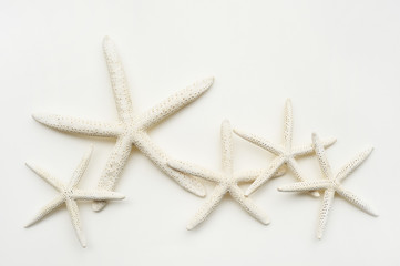 Fototapeta na wymiar starfish isolated on white background