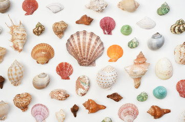Shells isolated on white background