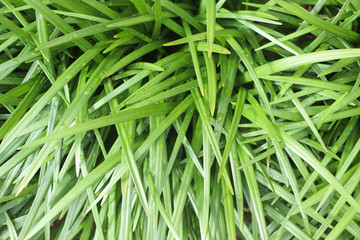 Fototapeta na wymiar summer green plant