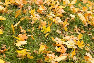 Background of autumn leaves on grass