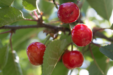 Obraz premium Red cherry on a branch in the garden