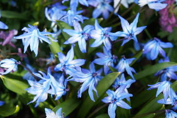 Blue scilla siberica flowers  with green and raindrops soft focus