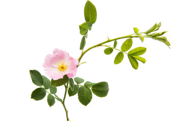 Fototapeta premium wild rose flower isolated