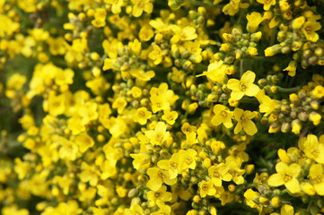 Barbarea arcuata many yellow flowers background