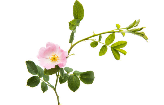 Fototapeta wild rose flower isolated