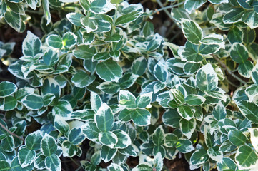 Euonymus fortunei emerald gaiety green and white plant leaves